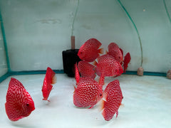 Red Checkerboard Discus - 5-6"