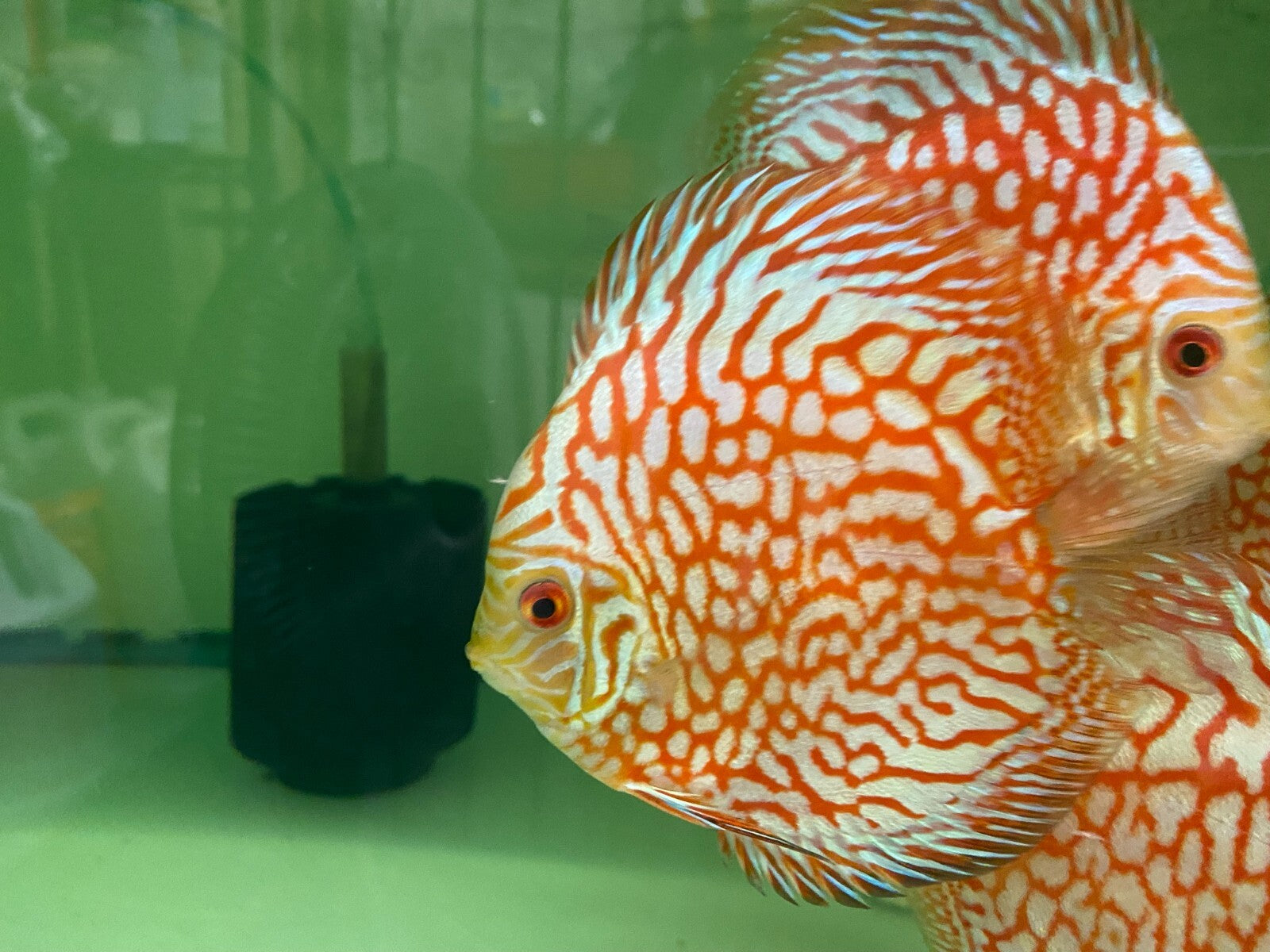 Pack of 4 - Red Checkerboard Discus 4"
