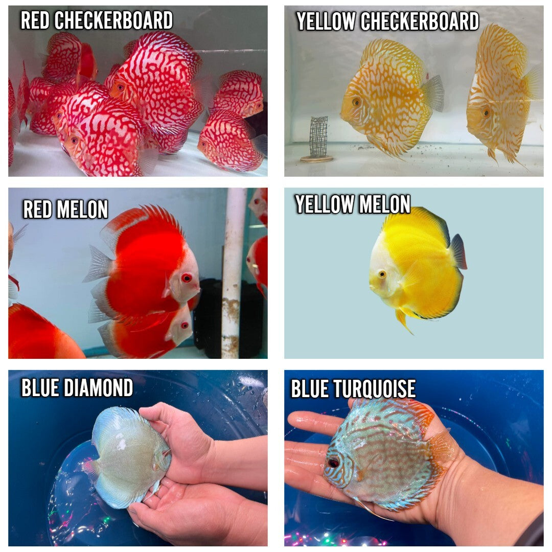 Pack of 6 - Assorted Discus 4"