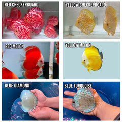 Pack of 6 - Assorted Discus 4"