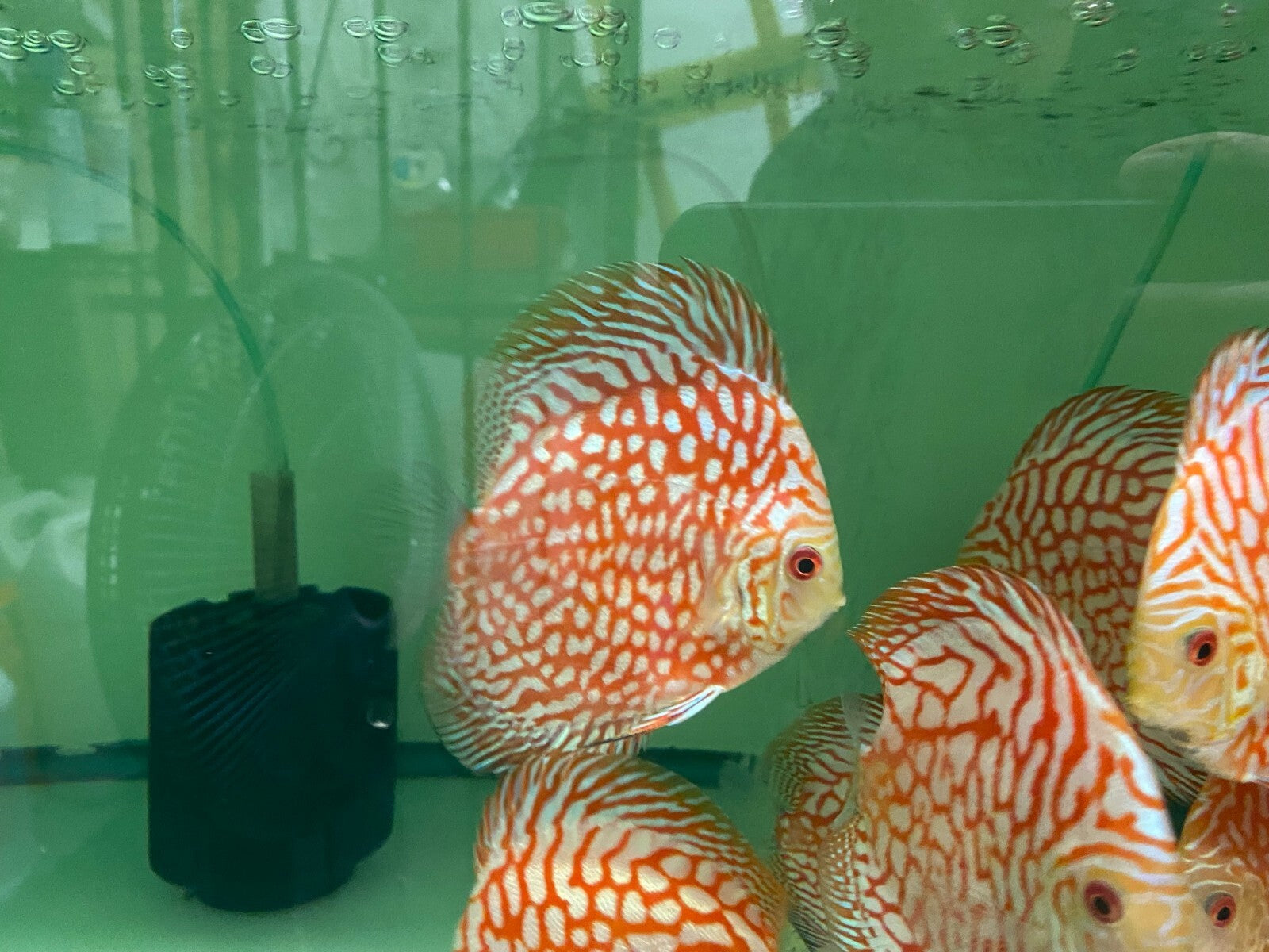 Pack of 4 - Red Checkerboard Discus 4"