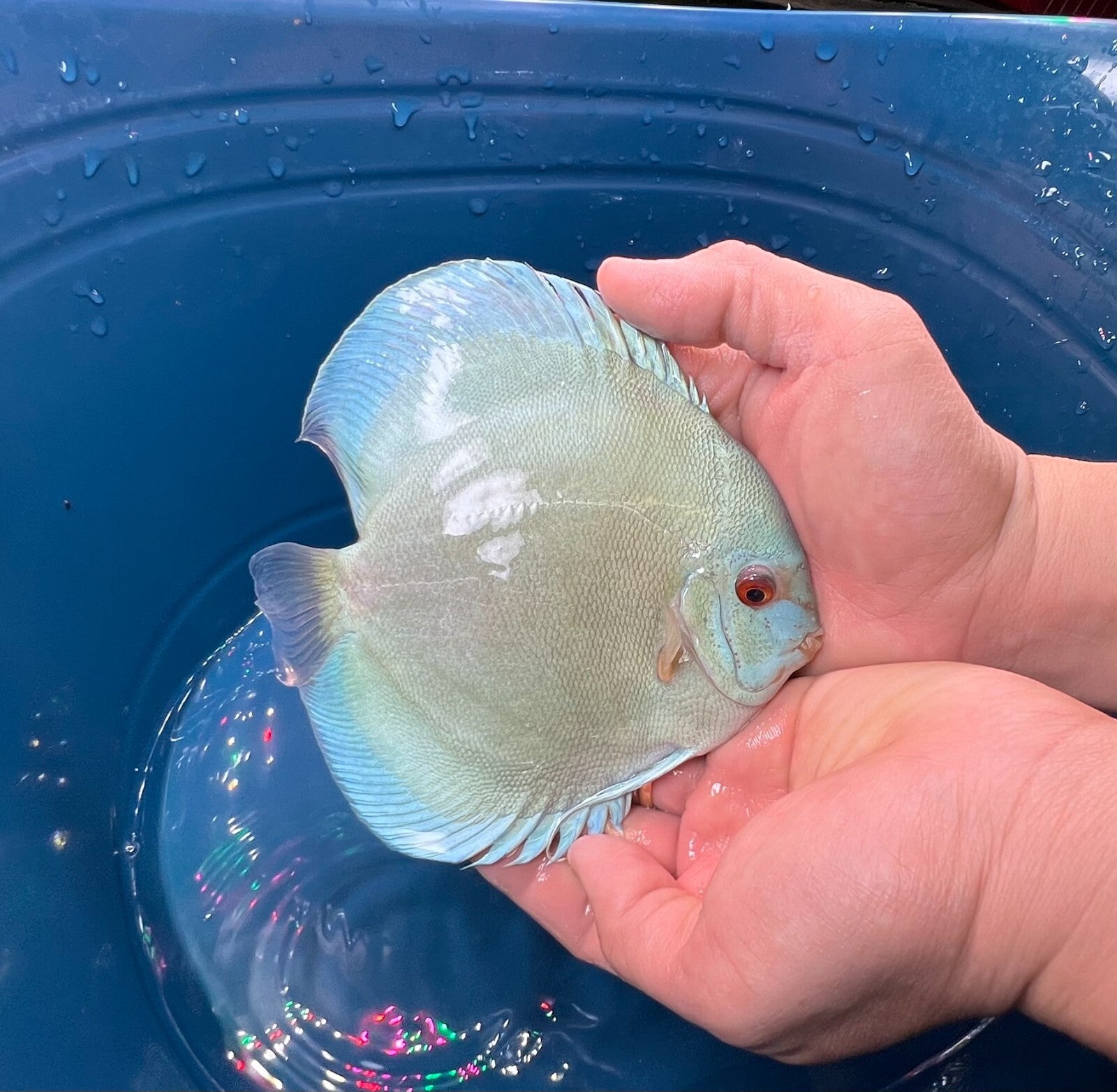 Pack of 3 - Blue Diamond Discus 4"
