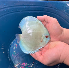 Pack of 3 - Blue Diamond Discus 4"
