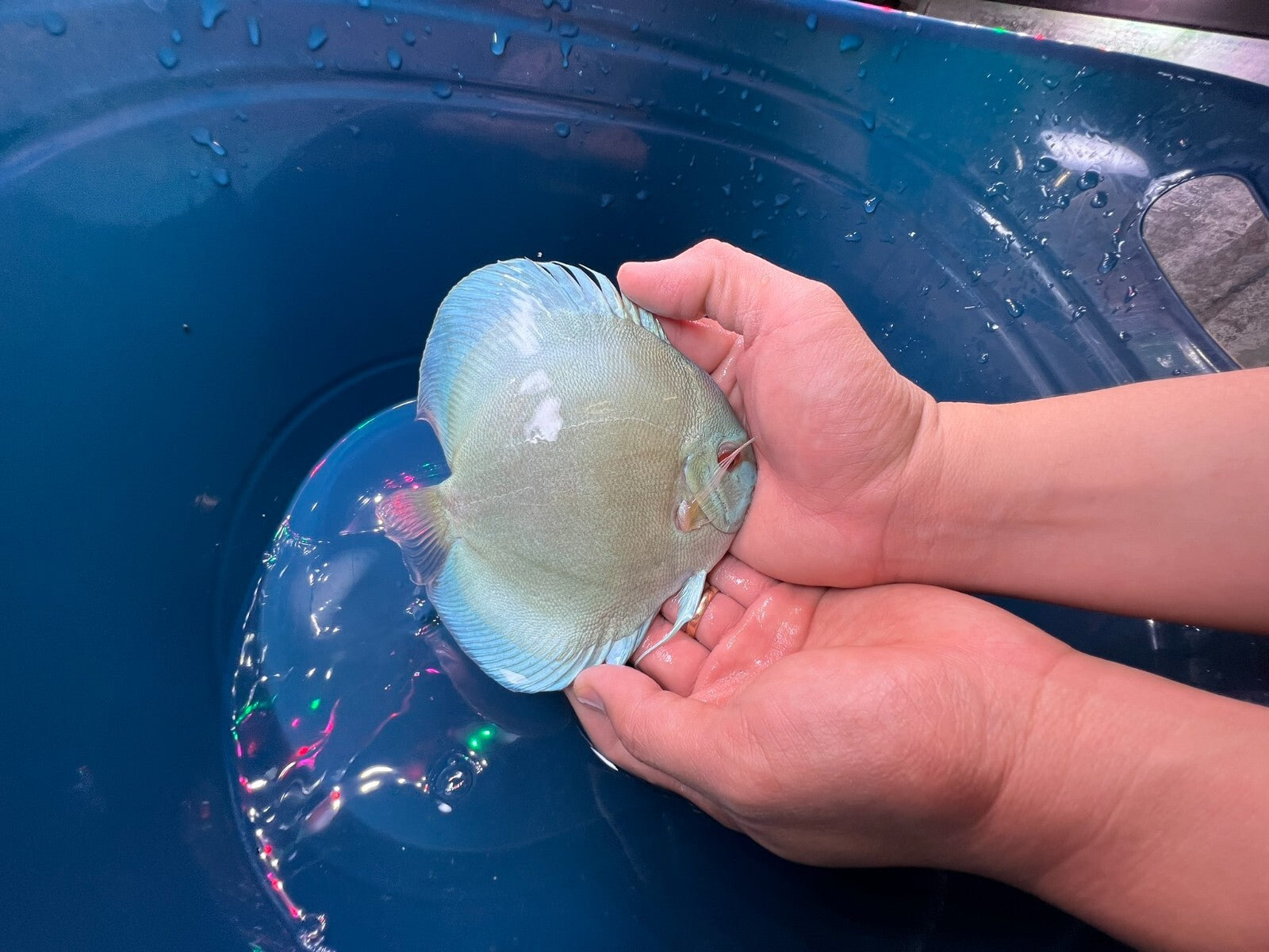 Pack of 3 - Blue Diamond Discus 4"