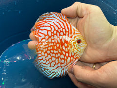 Pack of 4 - Red Checkerboard Discus 4"