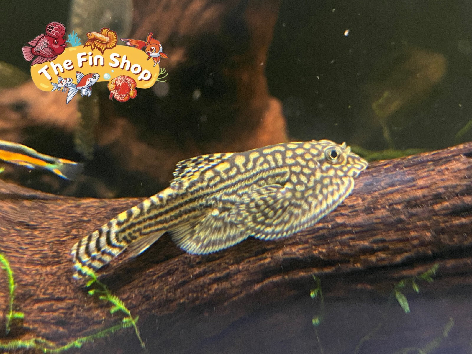 PACK OF 10 - Tiger Hillstream Loach
