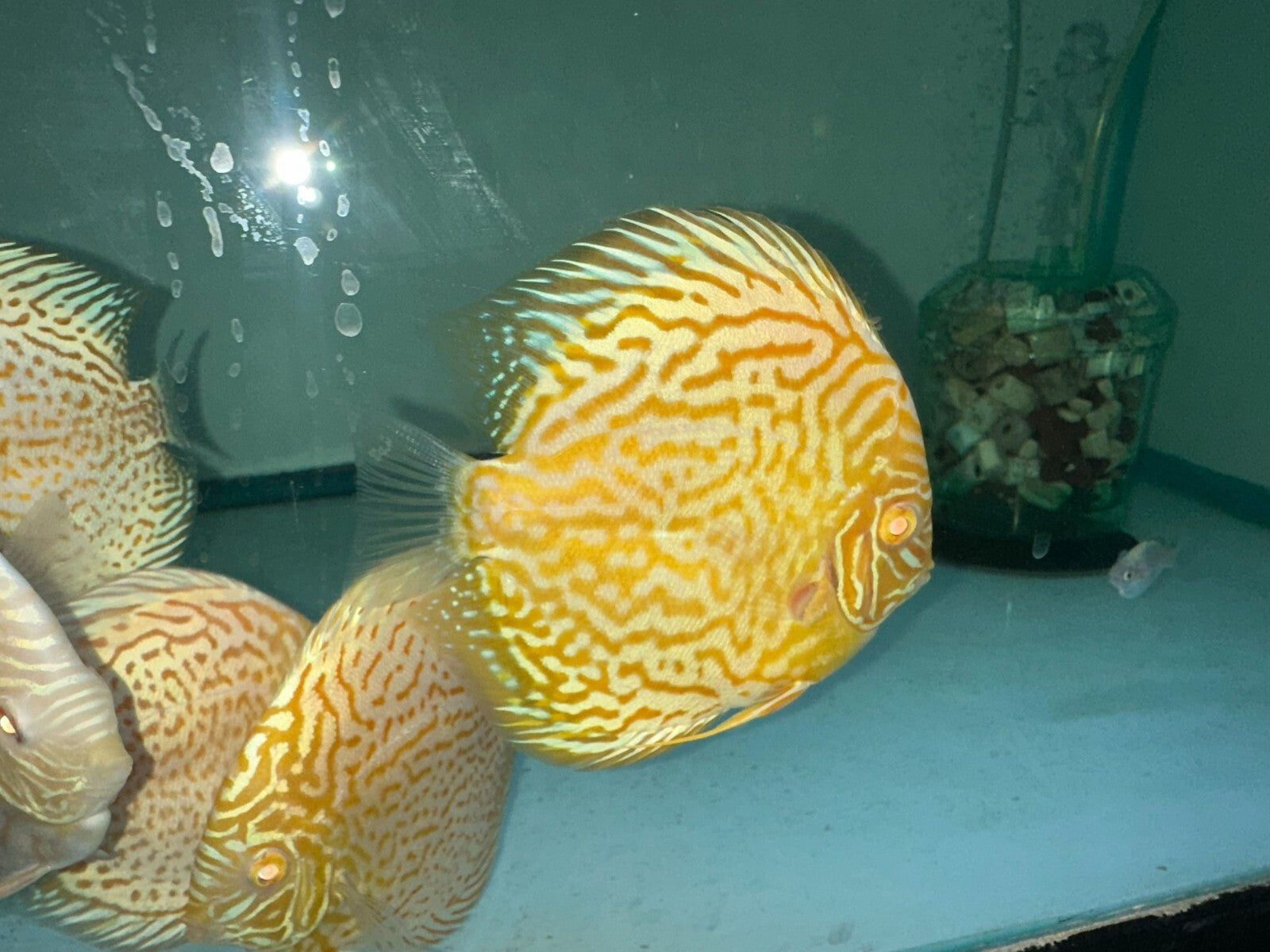 Albino Golden Leopard 5"