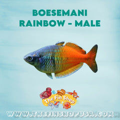 PACK OF 5 - 2.5” BOESEMANI RAINBOW -MALE