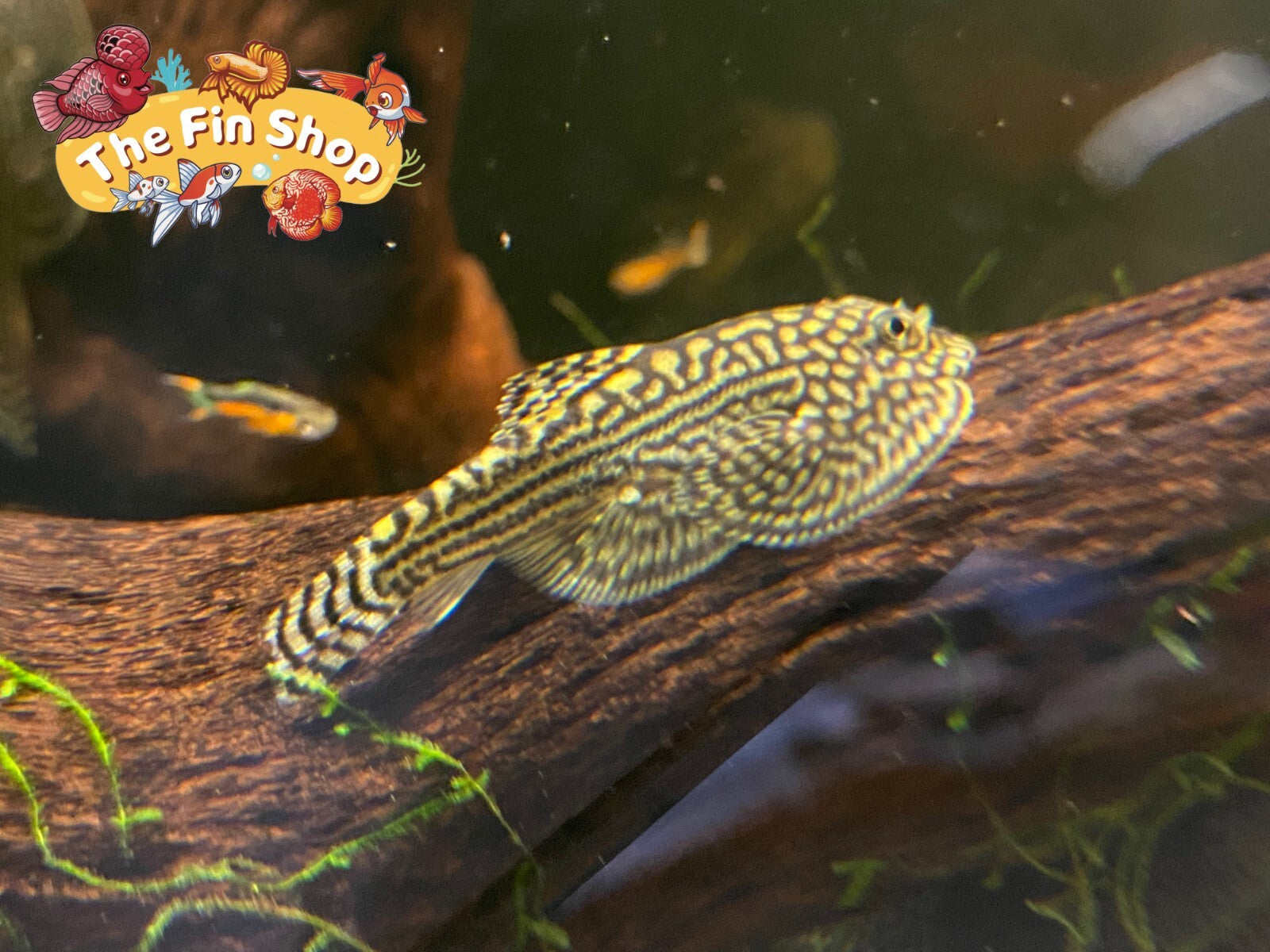 PACK OF 5 - Tiger Hillstream Loach