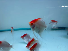 Pack of 4 - Red Cap Angelfish - 2-2.5 inches