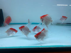 Pack of 4 - Red Cap Angelfish - 2-2.5 inches