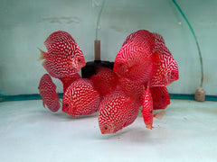 Red Checkerboard Discus - 5-6"