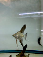 Pack of 6 - Bulgarian Green Angelfish - 1inch Body Size