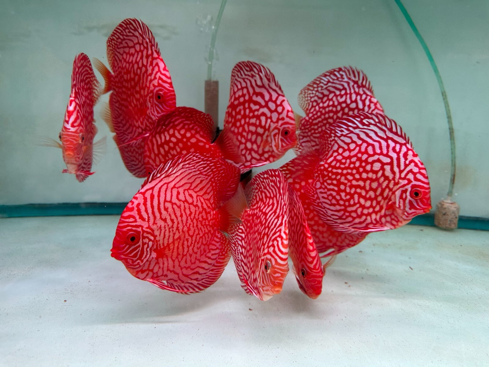 Red Checkerboard Discus - 5-6"