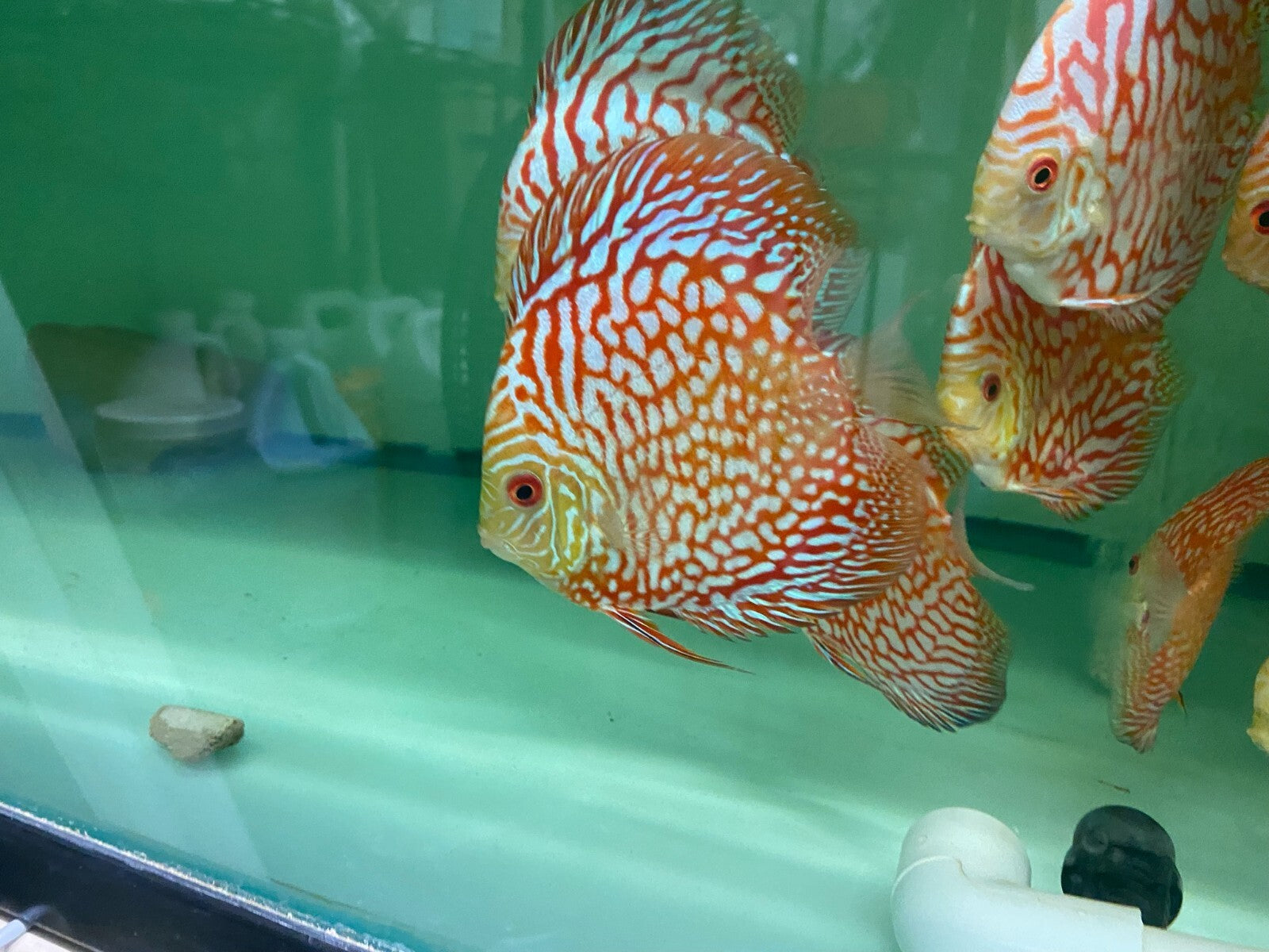 Pack of 4 - Red Checkerboard Discus 4"