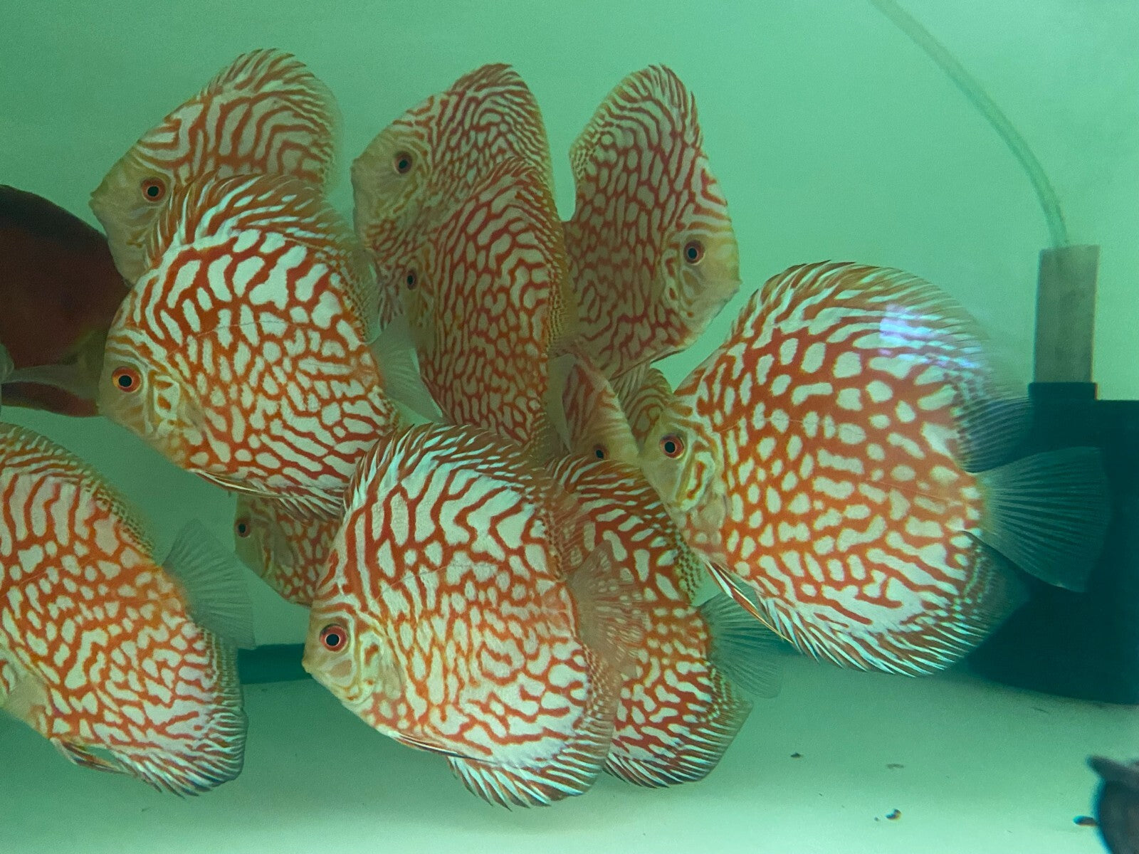 Pack of 3 - Red Checkerboard Discus 4"