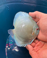 Pack of 3 - Blue Diamond Discus 4"