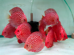 Red Checkerboard Discus - 5-6"