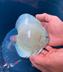 Pack of 3 - Blue Diamond Discus 4"