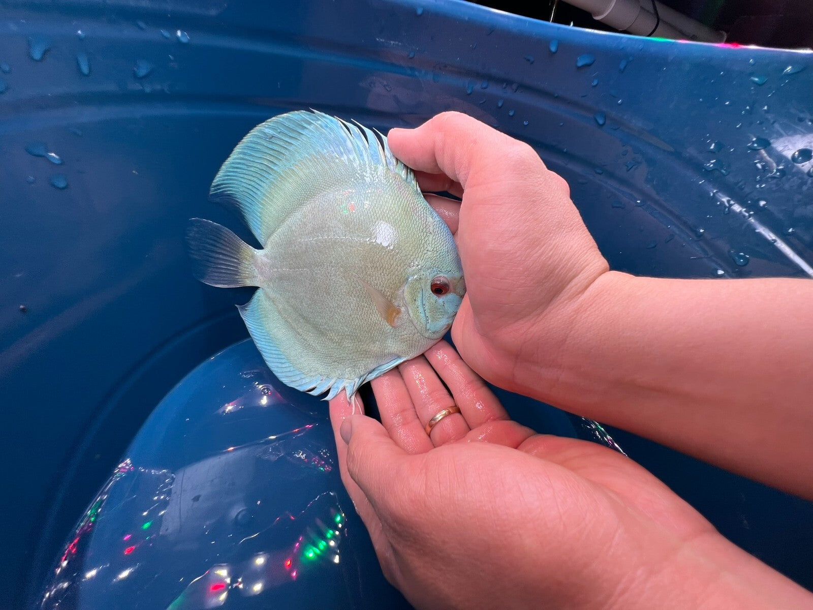 Pack of 3 - Blue Diamond Discus 4"
