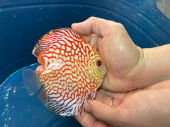Pack of 3 - Red Checkerboard Discus 4"