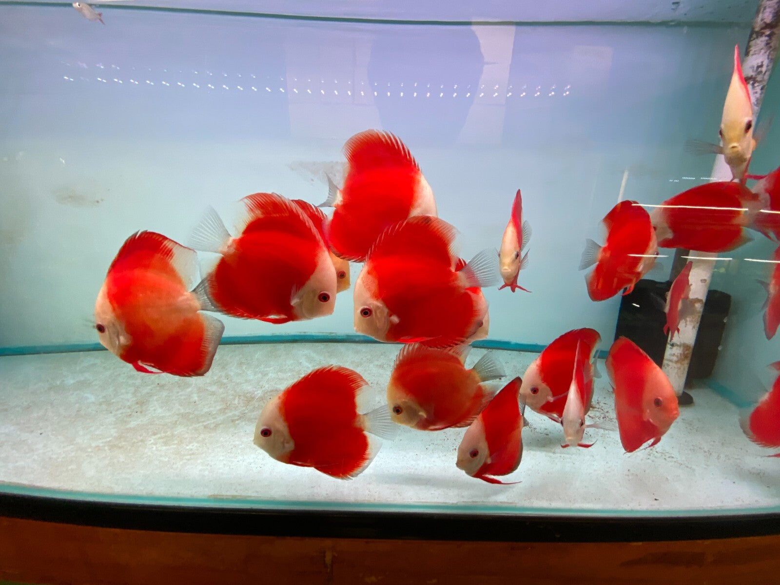 Pack of 3 - Red Melon Discus 4"