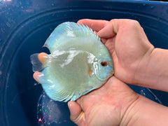 Pack of 3 - Blue Diamond Discus 4"