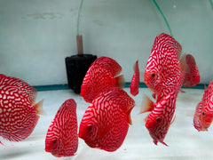 Red Checkerboard Discus - 5-6"