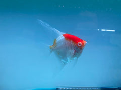 Pack of 4 - Red Cap Angelfish - 2-2.5 inches