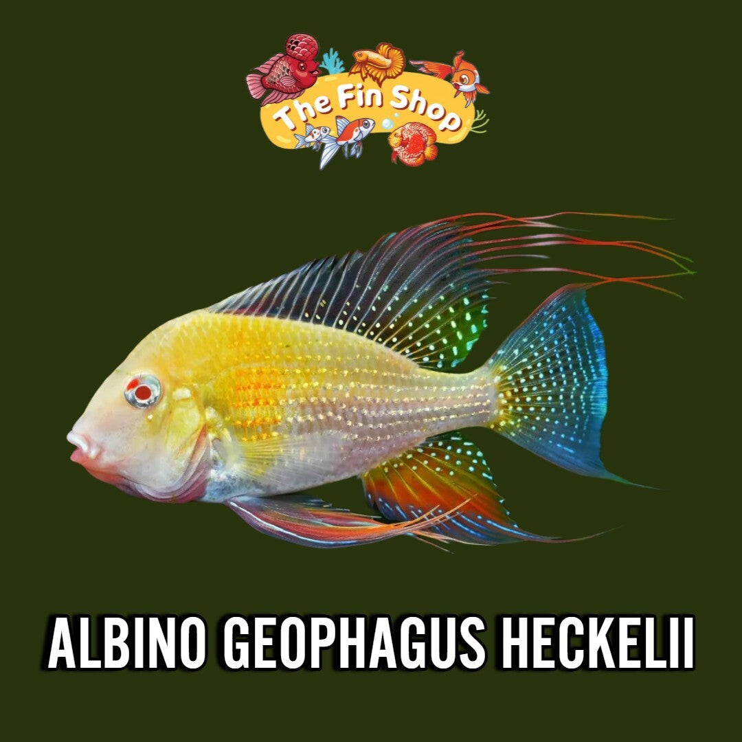 3-4" ALBINO GEOPHAGUS HECKELII