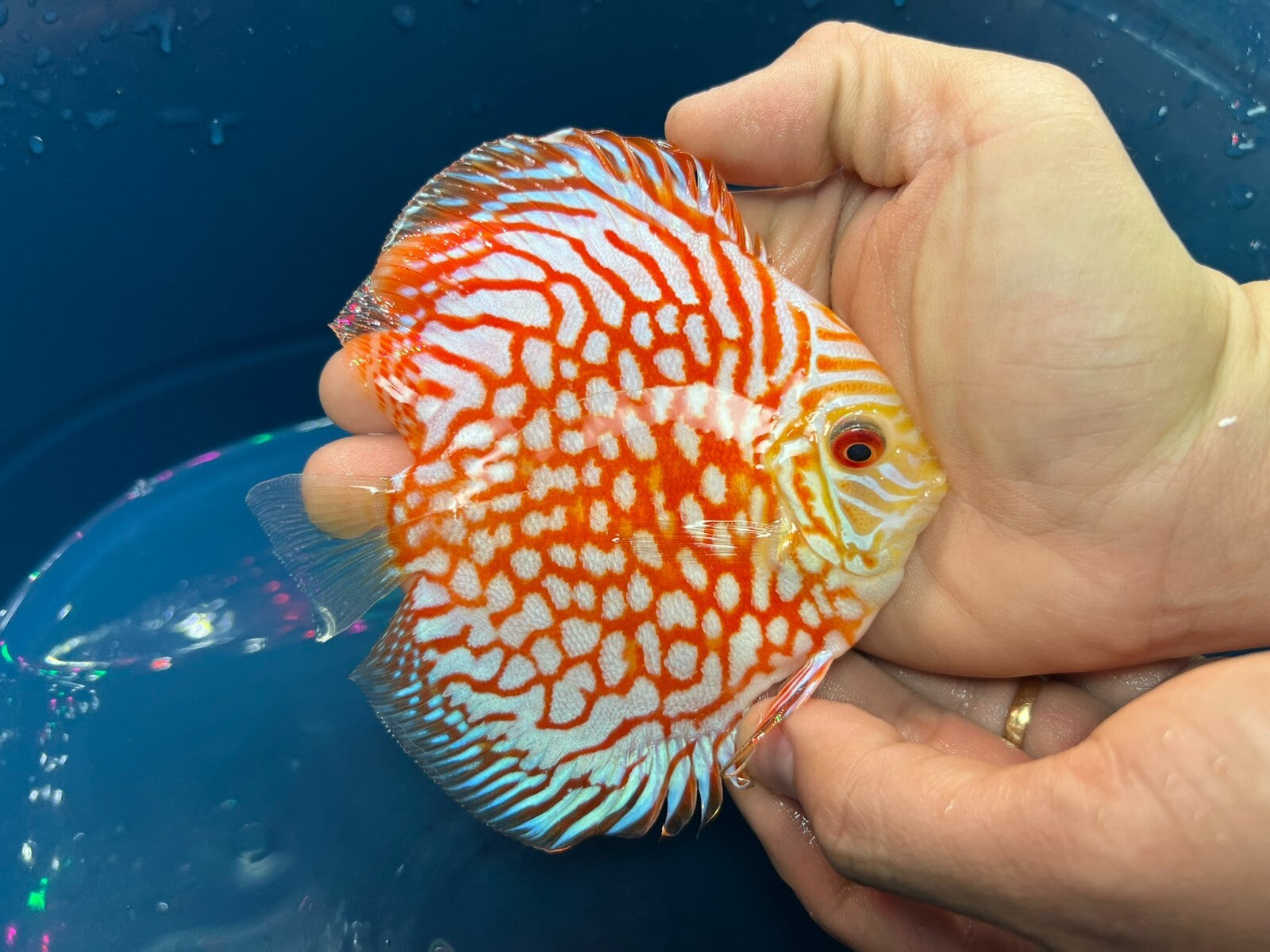 Pack of 3 - Red Checkerboard Discus 4"