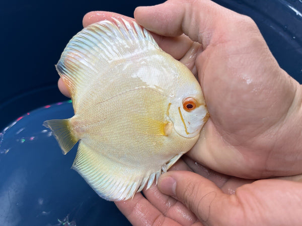 1 Albino Platinum Discus- 1 Red Checkerboard Discus 4 Inches