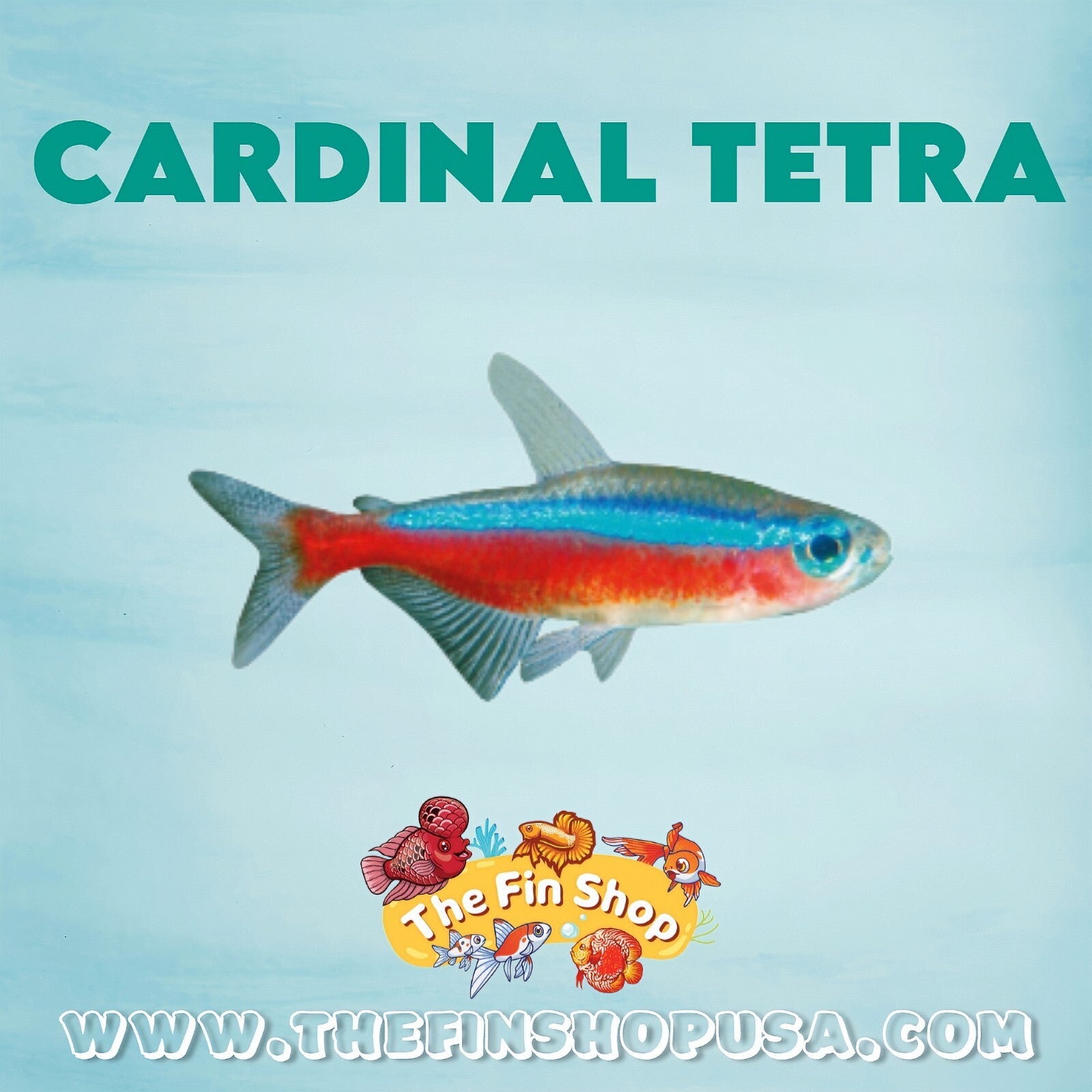 PACK OF 20 - CARDINAL TETRA