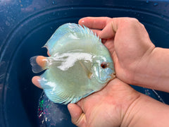 Pack of 3 - Blue Diamond Discus 4"