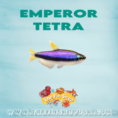 PACK OF 10 - EMPEROR TETRA
