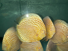 Albino Golden Leopard 5"