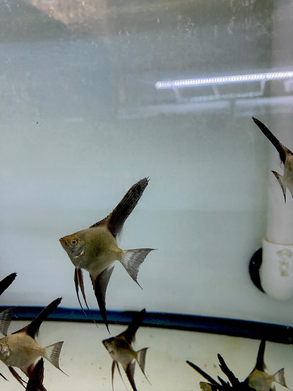 Pack of 6 - Bulgarian Green Angelfish - 1inch Body Size