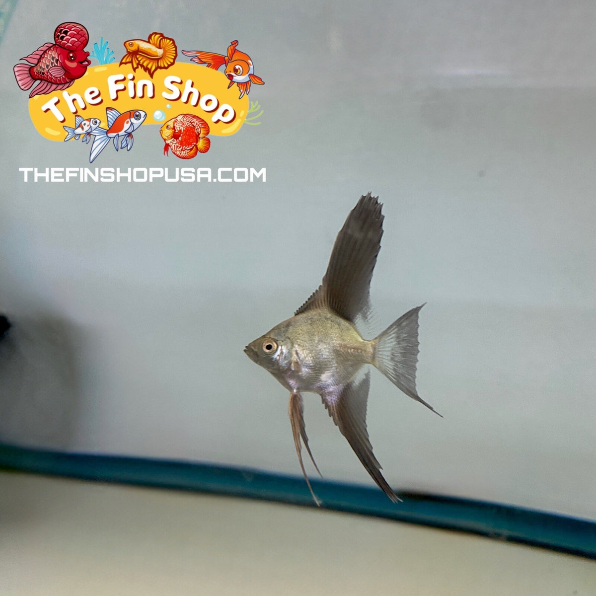 Pack of 6 - Bulgarian Green Angelfish - 1inch Body Size