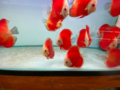 Pack of 3 - Red Melon Discus 4"