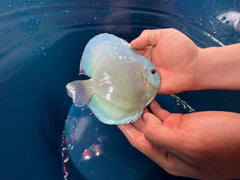 Pack of 3 - Blue Diamond Discus 4"