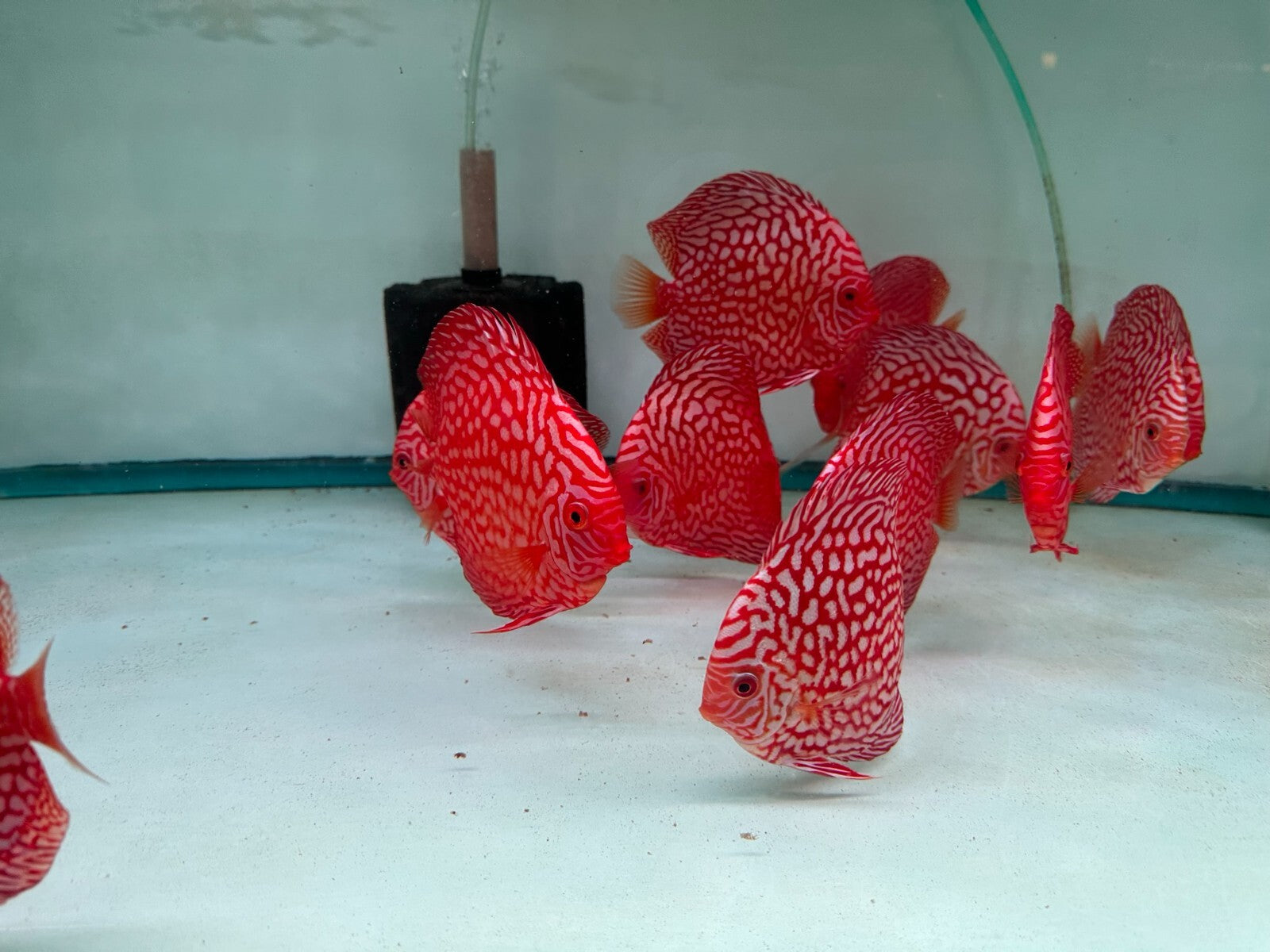 Red Checkerboard Discus - 5-6"