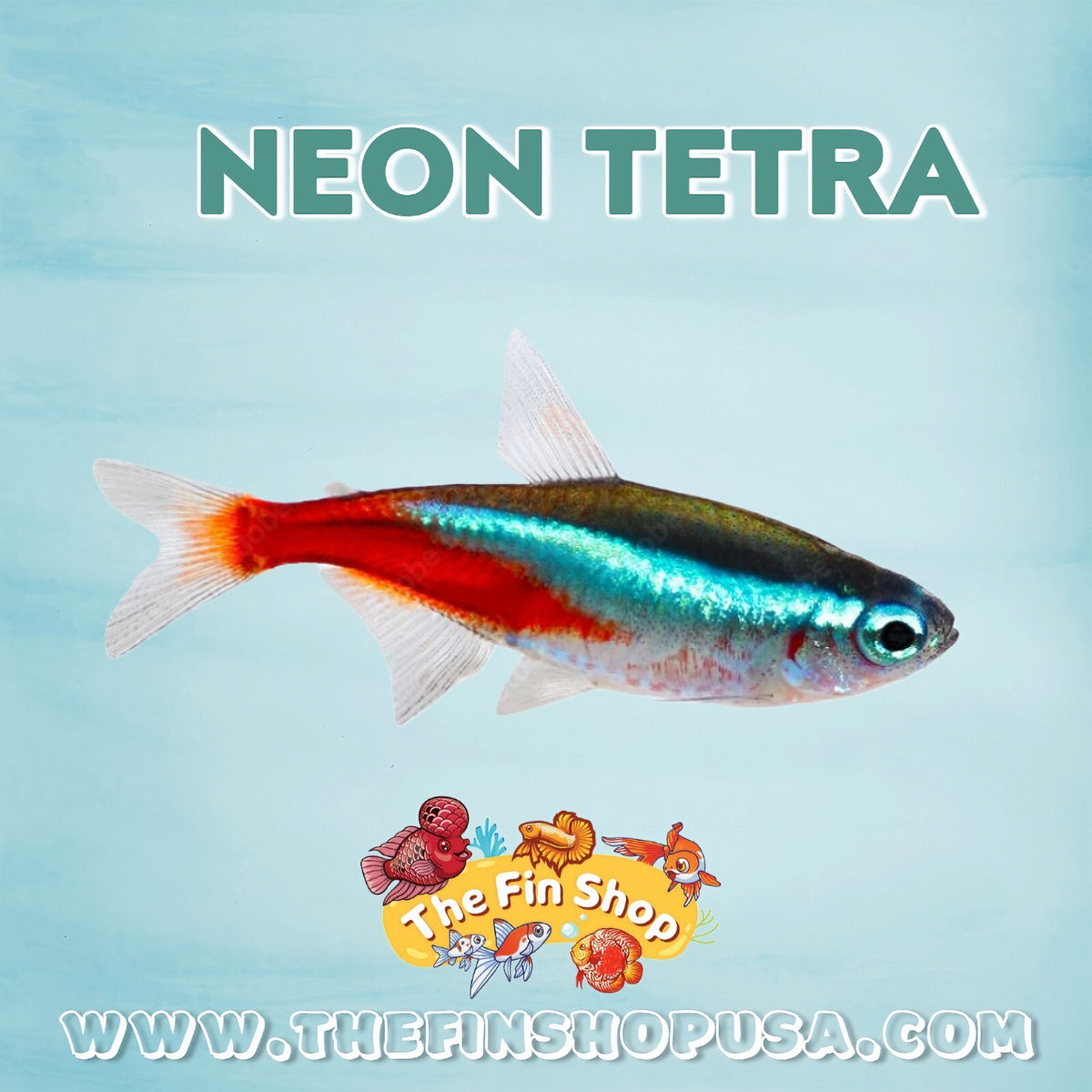 PACK OF 25 - NEON TETRA