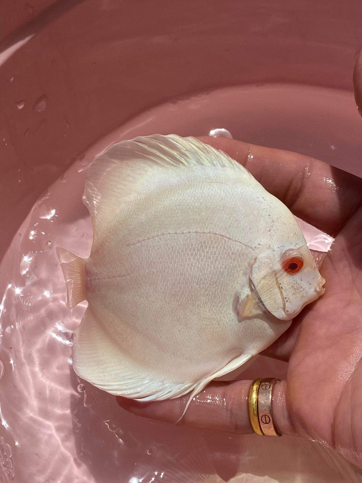 Albino Platinum Discus 4”