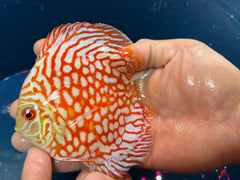 Pack of 4 - Red Checkerboard Discus 4"
