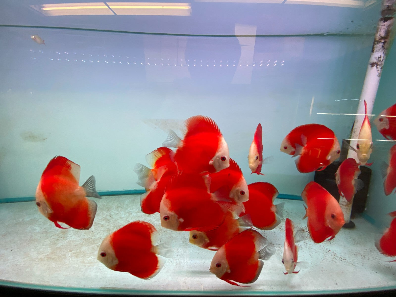 Pack of 3 - Red Melon Discus 4"
