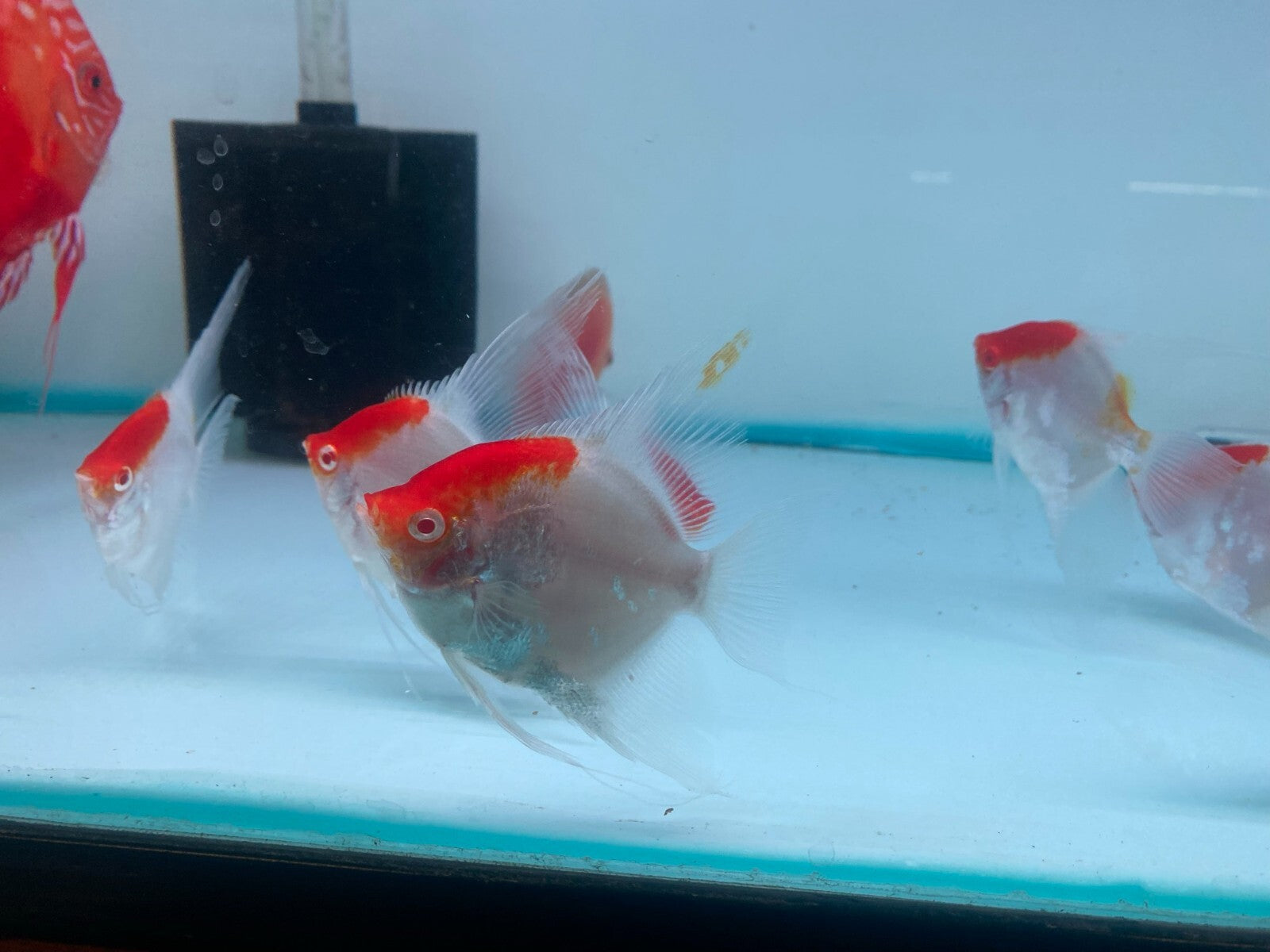 Pack of 4 - Red Cap Angelfish - 2-2.5 inches