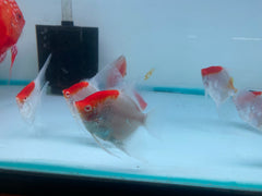 Pack of 4 - Red Cap Angelfish - 2-2.5 inches
