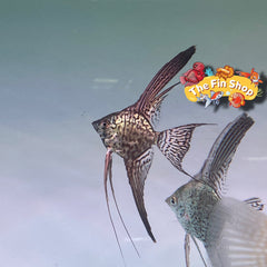 Pack of 3 - Longfin Leopard Angelfish - 1inch + Body Size