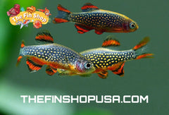 PACK OF 10 - GALAXY RASBORA - CELESTIAL PEARL DANIO