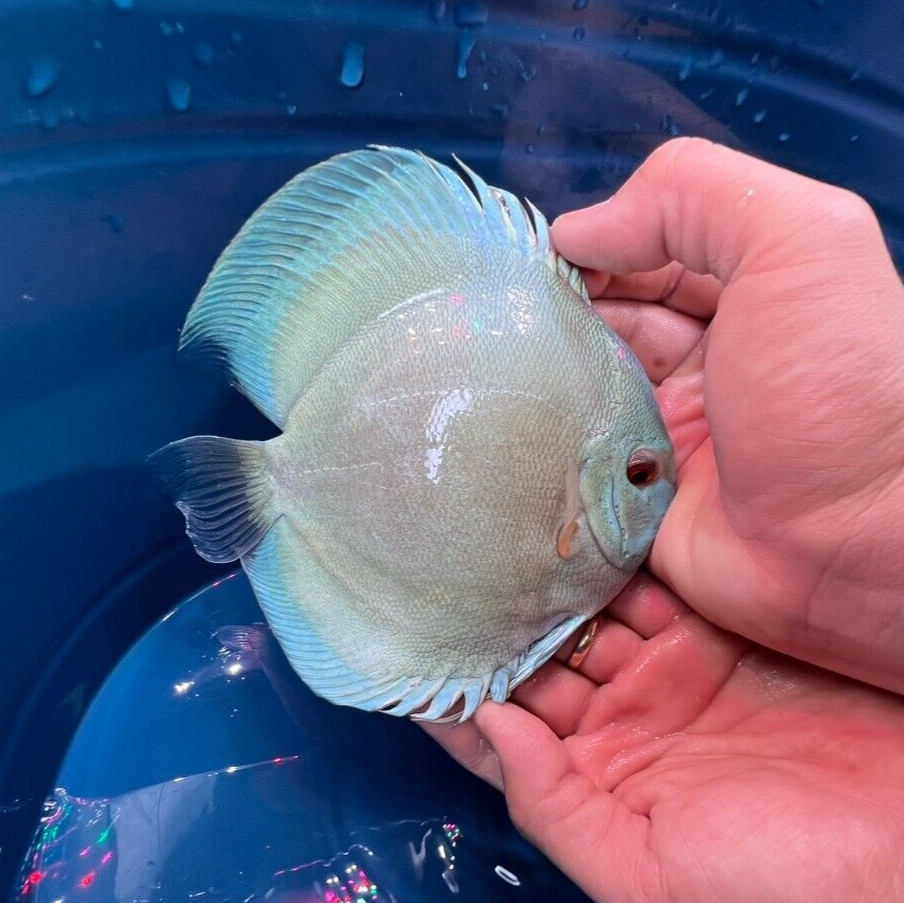 Pack of 3 - Blue Diamond Discus 4"